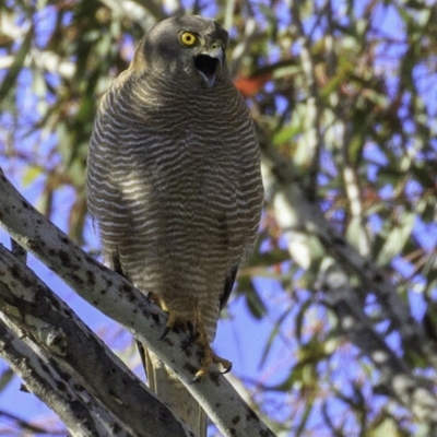 Tachyspiza fasciata (Brown Goshawk) at Deakin, ACT - 17 Dec 2018 by BIrdsinCanberra