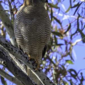 Accipiter fasciatus at Deakin, ACT - 17 Dec 2018