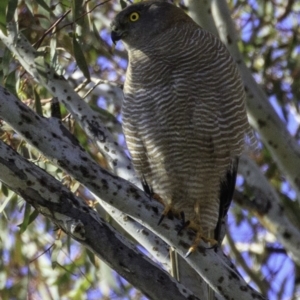 Tachyspiza fasciata at Deakin, ACT - 17 Dec 2018