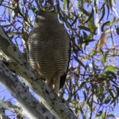 Accipiter fasciatus at Deakin, ACT - 17 Dec 2018