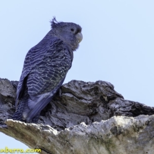 Callocephalon fimbriatum at Deakin, ACT - 17 Dec 2018