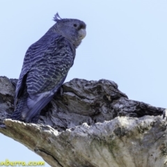 Callocephalon fimbriatum at Deakin, ACT - 17 Dec 2018