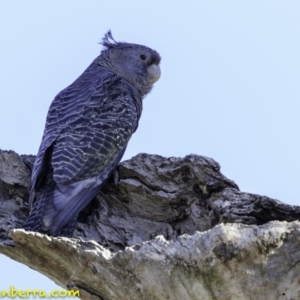 Callocephalon fimbriatum at Deakin, ACT - 17 Dec 2018