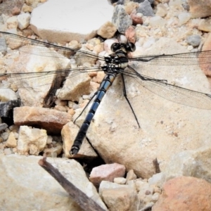 Diphlebia lestoides at Cotter River, ACT - 19 Dec 2018 11:23 AM