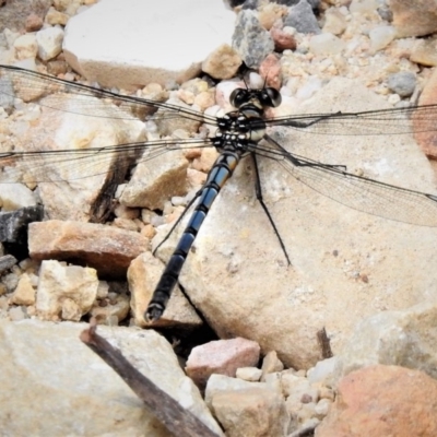 Diphlebia lestoides (Whitewater Rockmaster) at Cotter River, ACT - 19 Dec 2018 by JohnBundock