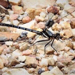 Diphlebia lestoides at Cotter River, ACT - 19 Dec 2018 11:23 AM