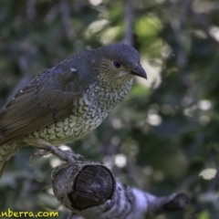 Ptilonorhynchus violaceus (Satin Bowerbird) at Red Hill to Yarralumla Creek - 16 Dec 2018 by BIrdsinCanberra