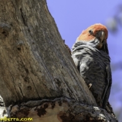 Callocephalon fimbriatum (Gang-gang Cockatoo) at GG102 - 17 Dec 2018 by BIrdsinCanberra