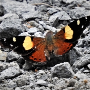 Vanessa itea at Cotter River, ACT - 19 Dec 2018