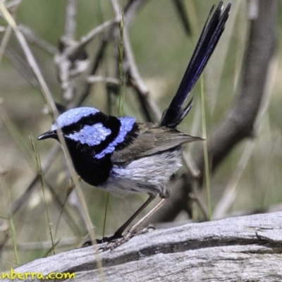 Malurus cyaneus (Superb Fairywren) at Deakin, ACT - 17 Dec 2018 by JonSteinbeck
