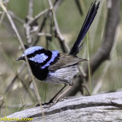 Malurus cyaneus (Superb Fairywren) at Red Hill Nature Reserve - 17 Dec 2018 by BIrdsinCanberra