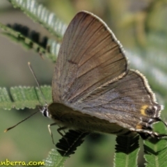 Jalmenus ictinus (Stencilled Hairstreak) at Red Hill Nature Reserve - 16 Dec 2018 by BIrdsinCanberra