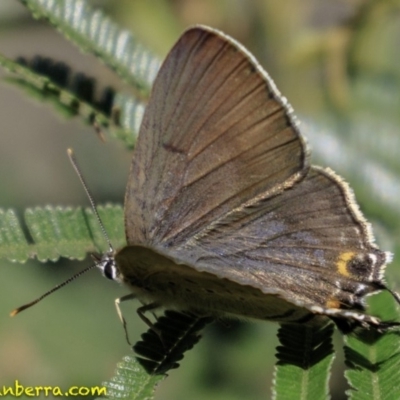 Jalmenus ictinus (Stencilled Hairstreak) at Deakin, ACT - 17 Dec 2018 by JonSteinbeck