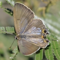 Jalmenus ictinus at Deakin, ACT - 17 Dec 2018 08:28 AM