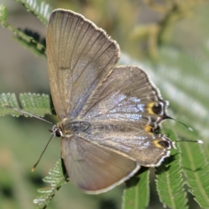 Jalmenus ictinus at Deakin, ACT - 17 Dec 2018 08:28 AM