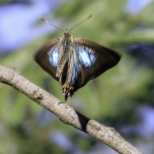 Jalmenus ictinus at Deakin, ACT - 17 Dec 2018 08:28 AM