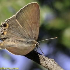 Jalmenus ictinus at Deakin, ACT - 17 Dec 2018 08:28 AM