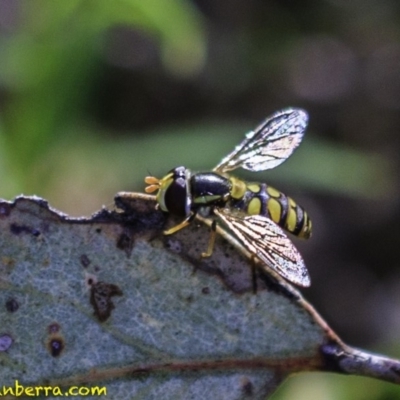 Simosyrphus grandicornis (Common hover fly) at Deakin, ACT - 17 Dec 2018 by JonSteinbeck