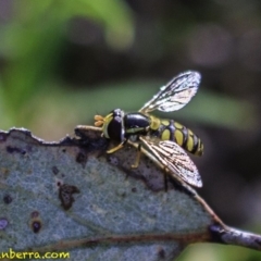 Simosyrphus grandicornis (Common hover fly) at Deakin, ACT - 16 Dec 2018 by BIrdsinCanberra
