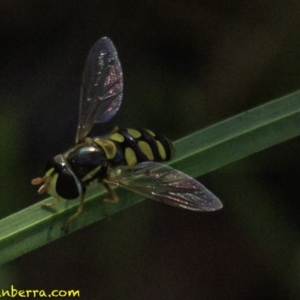 Simosyrphus grandicornis at Deakin, ACT - 17 Dec 2018