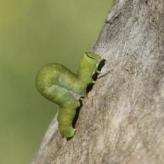 Geometridae (family) IMMATURE at Deakin, ACT - 17 Dec 2018 by JonSteinbeck