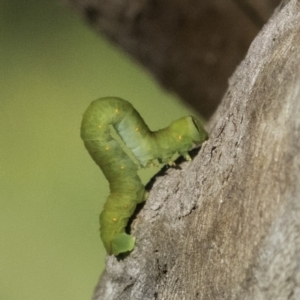 Geometridae (family) IMMATURE at Deakin, ACT - 17 Dec 2018 08:39 AM