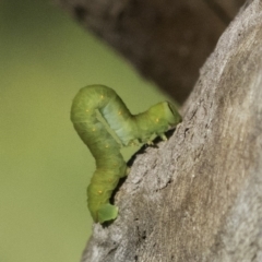 Geometridae (family) IMMATURE at Deakin, ACT - 17 Dec 2018