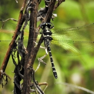 Eusynthemis guttata at Cotter River, ACT - 19 Dec 2018