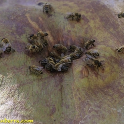 Apis mellifera (European honey bee) at Hughes, ACT - 17 Dec 2018 by BIrdsinCanberra