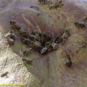 Apis mellifera at Hughes, ACT - 17 Dec 2018 02:35 PM