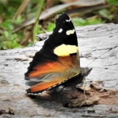 Vanessa itea at Cotter River, ACT - 19 Dec 2018 02:45 PM