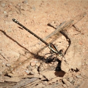 Austroargiolestes calcaris at Cotter River, ACT - 19 Dec 2018