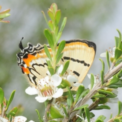 Jalmenus evagoras (Imperial Hairstreak) at Booth, ACT - 15 Dec 2018 by Harrisi