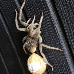 Lycosidae (family) (Unidentified wolf spider) at QPRC LGA - 18 Dec 2018 by Whirlwind