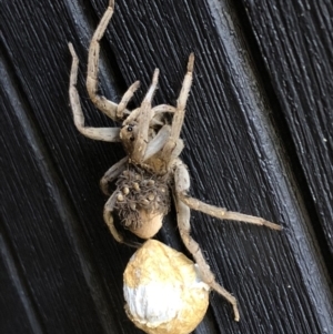 Lycosidae (family) at Sutton, NSW - 18 Dec 2018