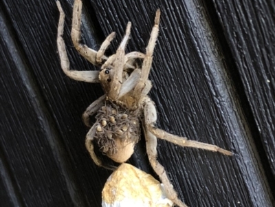 Lycosidae (family) (Wolf spider) at Sutton, NSW - 18 Dec 2018 by Whirlwind