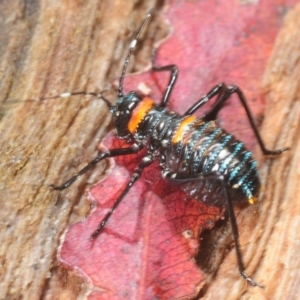 Acripeza reticulata at Tennent, ACT - 15 Dec 2018