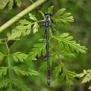 Austroargiolestes icteromelas at Stromlo, ACT - 17 Dec 2018