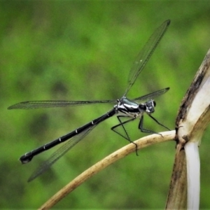 Austroargiolestes icteromelas at Stromlo, ACT - 17 Dec 2018