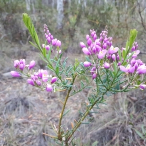 Comesperma ericinum at Bungendore, NSW - 19 Dec 2018 10:28 AM