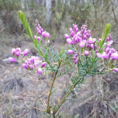 Comesperma ericinum (Heath Milkwort) at Bungendore, NSW - 18 Dec 2018 by purple66
