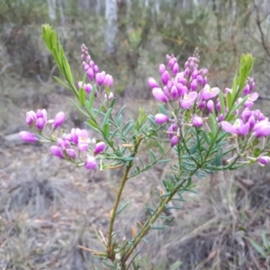 Comesperma ericinum at Bungendore, NSW - 19 Dec 2018