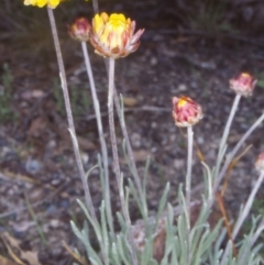 Leucochrysum albicans subsp. albicans (Hoary Sunray) at Namadgi National Park - 8 Nov 2004 by BettyDonWood