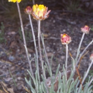 Leucochrysum albicans subsp. albicans at Namadgi National Park - 8 Nov 2004 12:00 AM