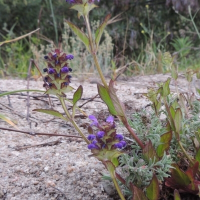 Prunella vulgaris (Self-heal, Heal All) at Tennent, ACT - 9 Dec 2018 by MichaelBedingfield