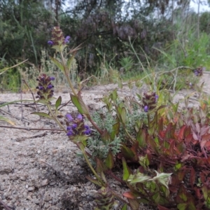 Prunella vulgaris at Tennent, ACT - 9 Dec 2018 08:40 PM