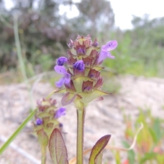 Prunella vulgaris at Tennent, ACT - 9 Dec 2018 08:40 PM