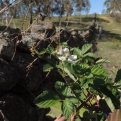 Rubus anglocandicans (Blackberry) at Greenway, ACT - 18 Dec 2018 by michaelb