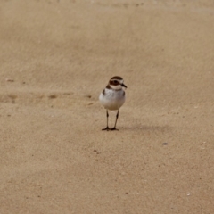 Anarhynchus bicinctus (Double-banded Plover) at Murrah, NSW - 27 Jun 2018 by RossMannell