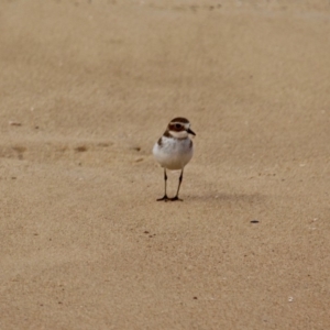 Anarhynchus bicinctus at Murrah, NSW - 27 Jun 2018 01:52 PM